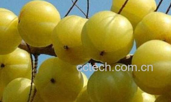 余甘子粉怎样服用 余甘子粉的吃法-1