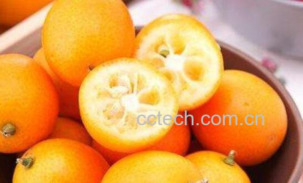 吃金钱桔的功效与作用-1