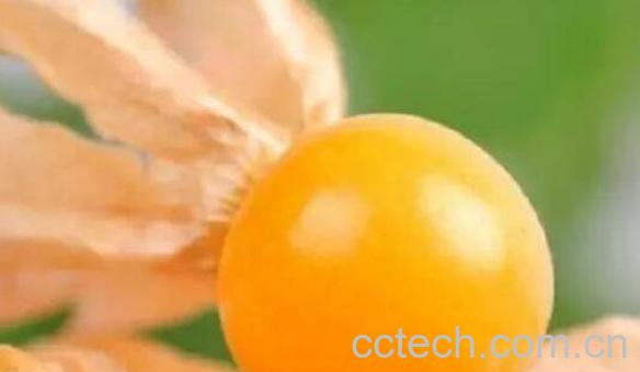 哥伦比亚龙珠果的功效与作用-0