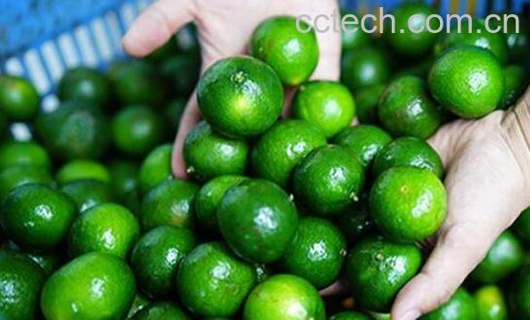 小青柑的功效与作用-1