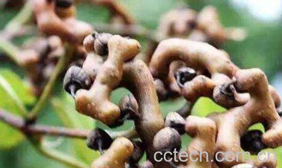 拐枣汁怎么做 拐枣汁的家常做法-1