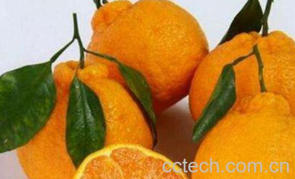 乌柑是什么水果 乌柑的功效与作用-0