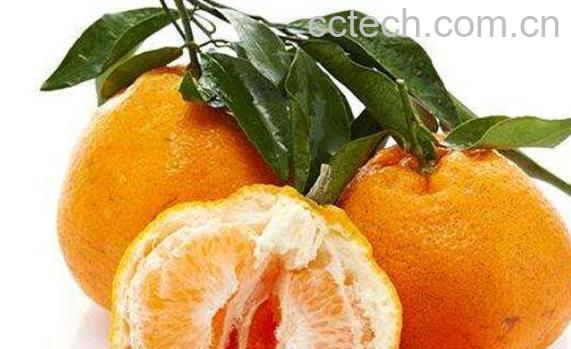 乌柑是什么水果 乌柑的功效与作用-1