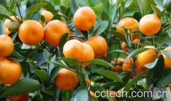 金钱橘的功效与作用 金钱橘上火吗-1