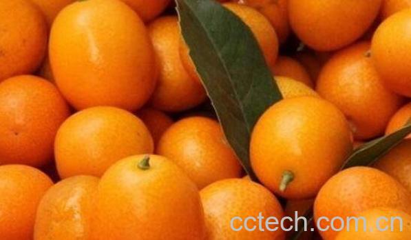 金钱橘的功效与作用 金钱橘上火吗-0