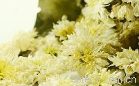 滁州贡菊和滁菊的区别 滁州贡菊的功效-0