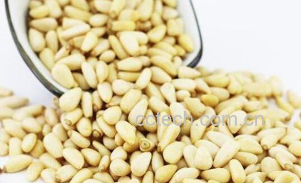 松籽仁的功效和作用-0