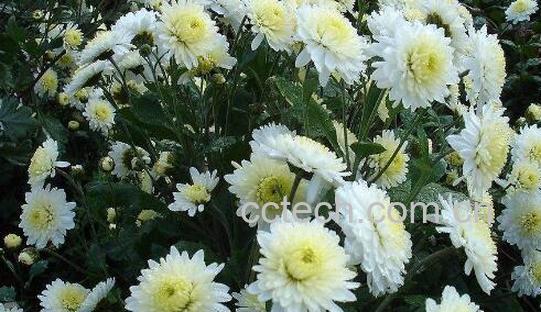 滁州贡菊和滁菊的区别 滁州贡菊的功效-1