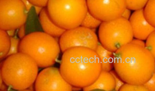 金钱橘怎么吃 金钱橘的食用方法-1