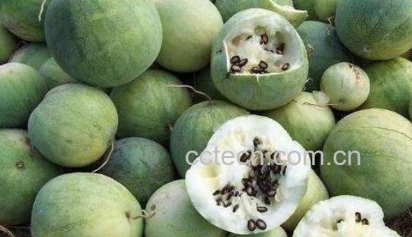 籽瓜怎么吃 籽瓜的功效与作用-1