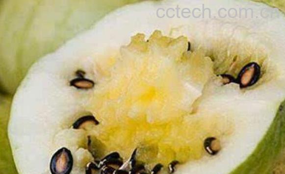 籽瓜怎么吃 籽瓜的功效与作用-0