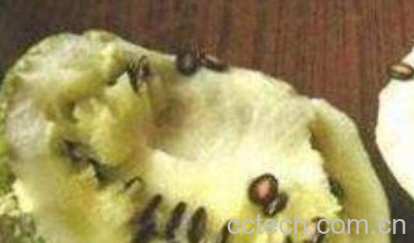 籽瓜皮的功效与作用及食用方法-0