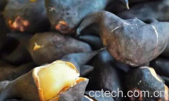 菱角的功效与作用-1