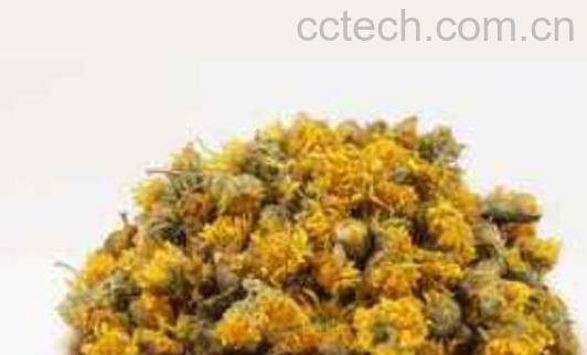 野菊花茶的功效与作用及副作用-1