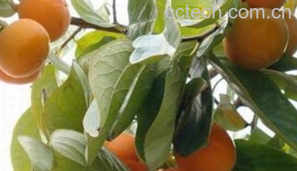  柿子叶泡水喝的功效 柿子叶泡水喝的副作用-0