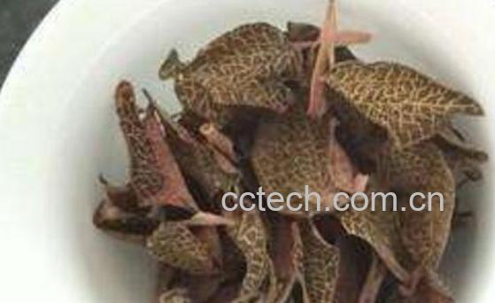 金线莲茶的功效与作用及禁忌-1