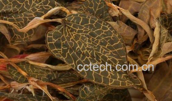 金线莲茶怎么泡 金线莲茶的食用方法-1