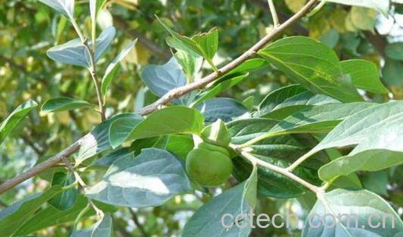  柿子叶泡水喝的功效 柿子叶泡水喝的副作用-1