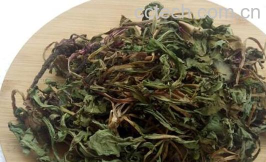 蒲公英花怎么晒干制茶 自己挖的蒲公英怎么晒-0