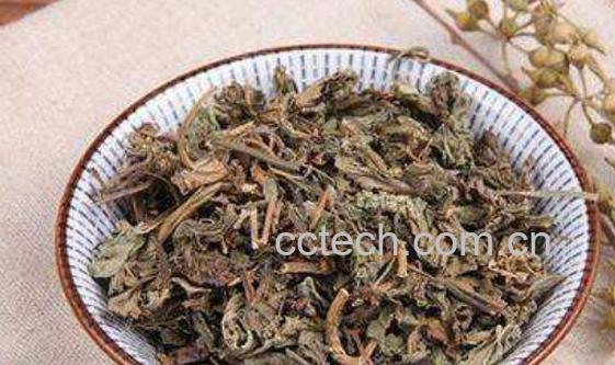 苦菜茶如何做 苦菜茶的制作方法-0