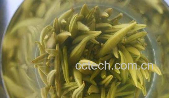 宝华玉笋茶是什么茶 宝华玉笋茶的功效与作用-1