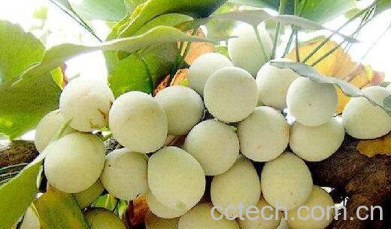 银杏果的功效与作用 吃银杏果的好处-1