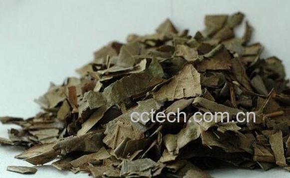 干枇杷叶的功效与作用-1