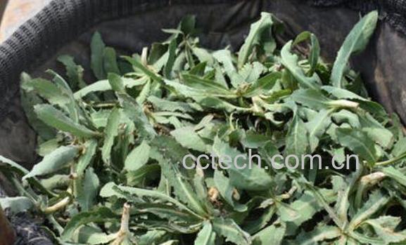 鲜苦菜怎样做成茶 喝苦菜茶的好处-1