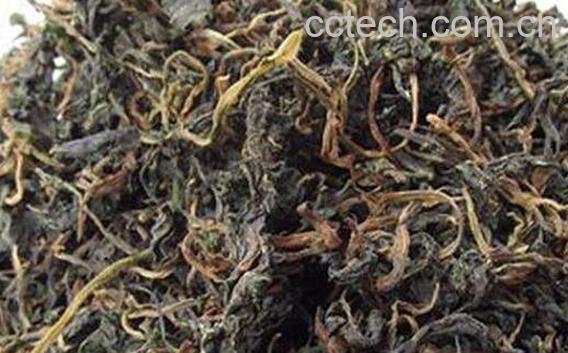 长期喝苦菜茶有副作用吗-1