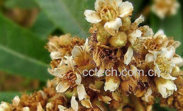 枇杷花的功效与作用有 吃枇杷花的好处-1