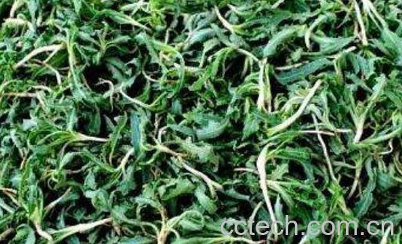 炒苦菜茶的功效与作用-1