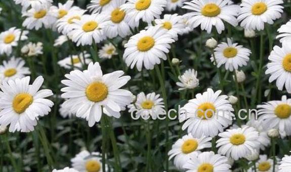洋甘菊花泡水喝的功效与作用-1