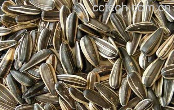 熟葵花籽的作用和功效-0