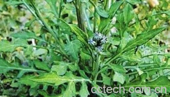 苦菜根茶的制作方法 苦菜根茶的功效-1