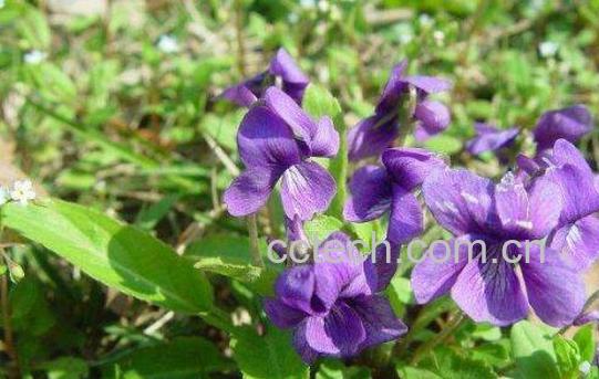 苦菜根茶的制作方法 苦菜根茶的功效-0