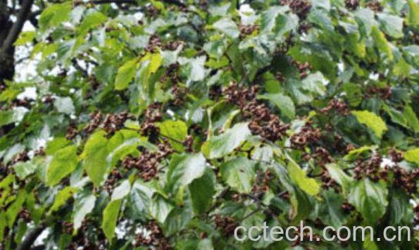 拐枣树根的功效与作用及药用价值-0