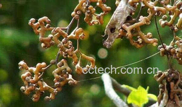 拐枣树根的功效与作用及药用价值-1