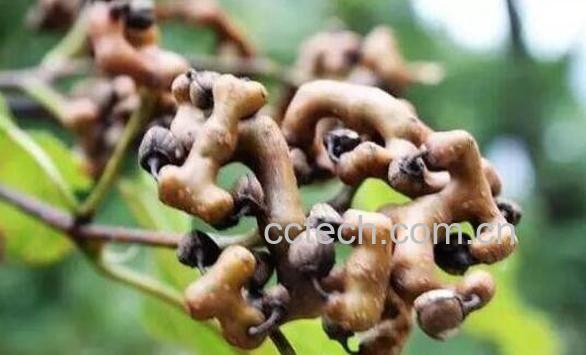 拐枣的功效与作用 拐枣的吃法-0