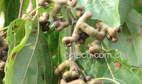 拐枣的功效与作用 拐枣的吃法-1