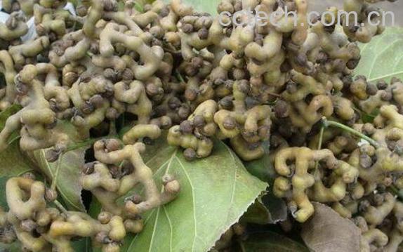 拐枣泡酒的功效 拐枣泡酒制作方法图片-0