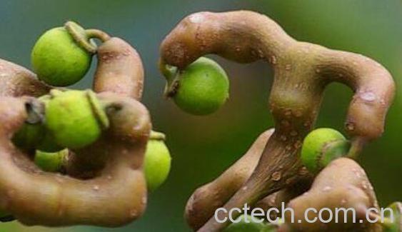 拐枣泡酒的功效 拐枣泡酒制作方法图片-1