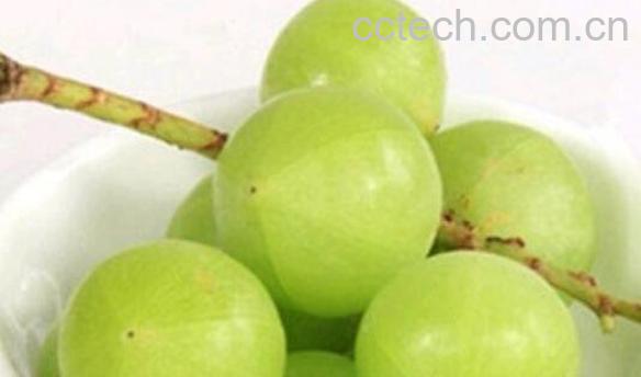 余甘子的功效与作用及食用方法-1