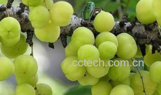 余甘子的功效与作用及食用方法-0