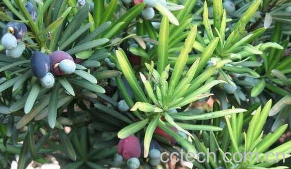 罗汉松果的功效与作用-1