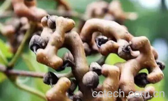 拐枣泡水喝的功效-0