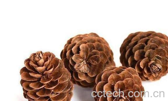 松树果子的功效与作用-1