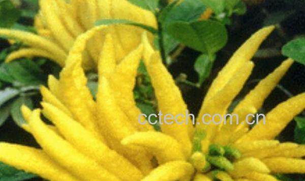 佛手柑油怎么吃 佛手柑油的功效与作用-1