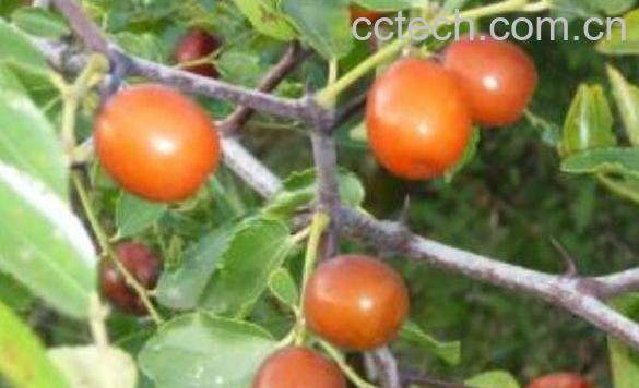 野生酸枣的功效与作用与食用方法-1