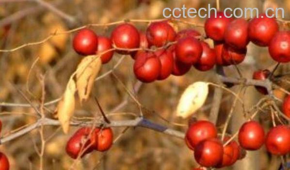 野生酸枣的功效与作用与食用方法-0