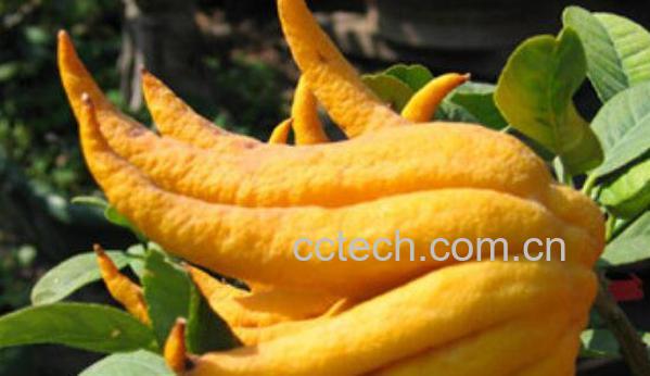 佛手柑的功效与作用-0